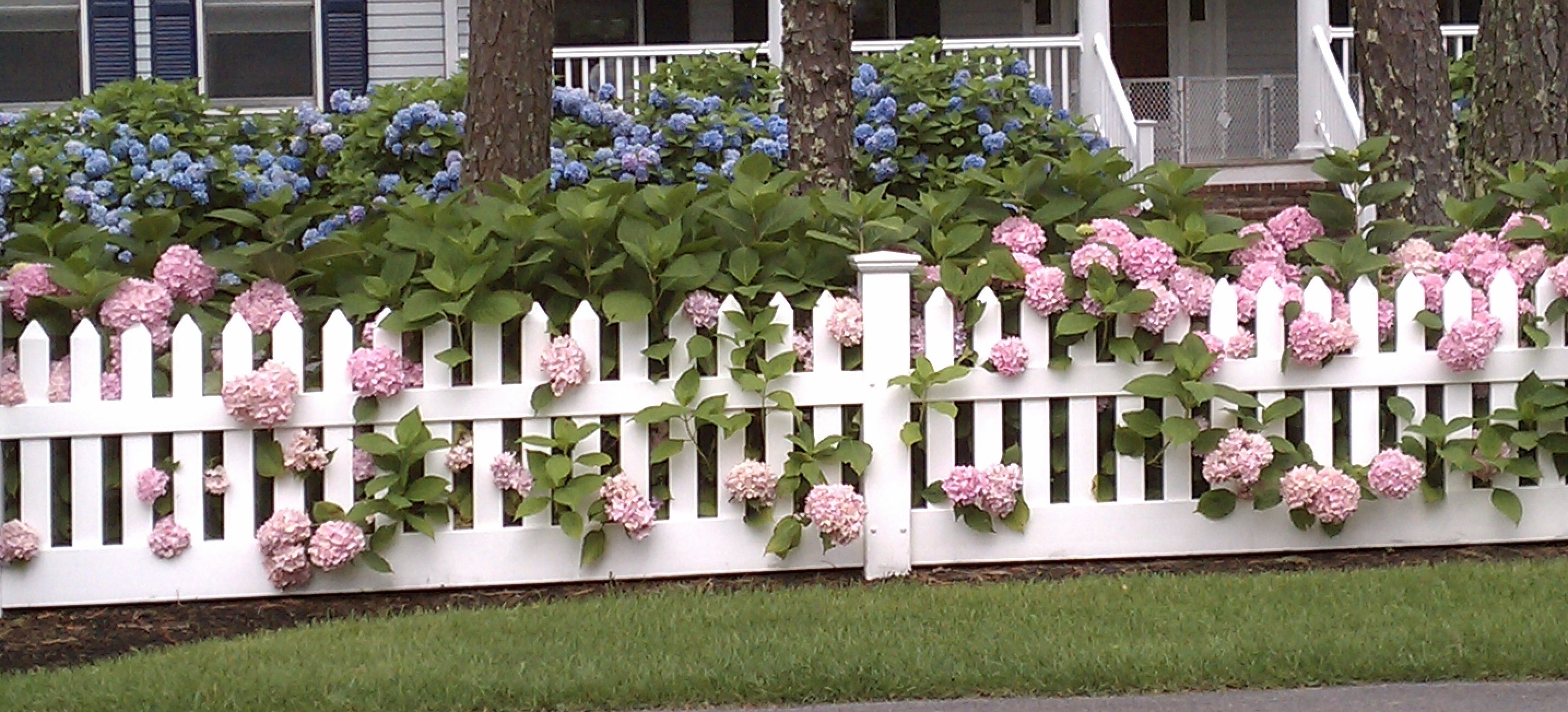 White Hydrangeas and Picket Fence