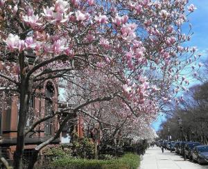 Pink magnolias in bloom along Commonwealth Avenue in Boston